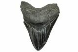 Serrated, Fossil Megalodon Tooth - South Carolina #328760-1